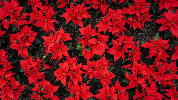poinsettias-2021-08-30-07-50-57-utc